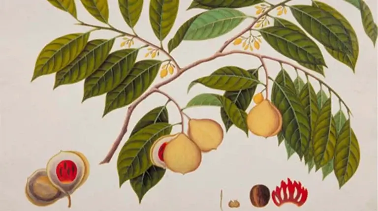 Botanical illustration of nutmeg tree branch with yellow fruits and green leaves
