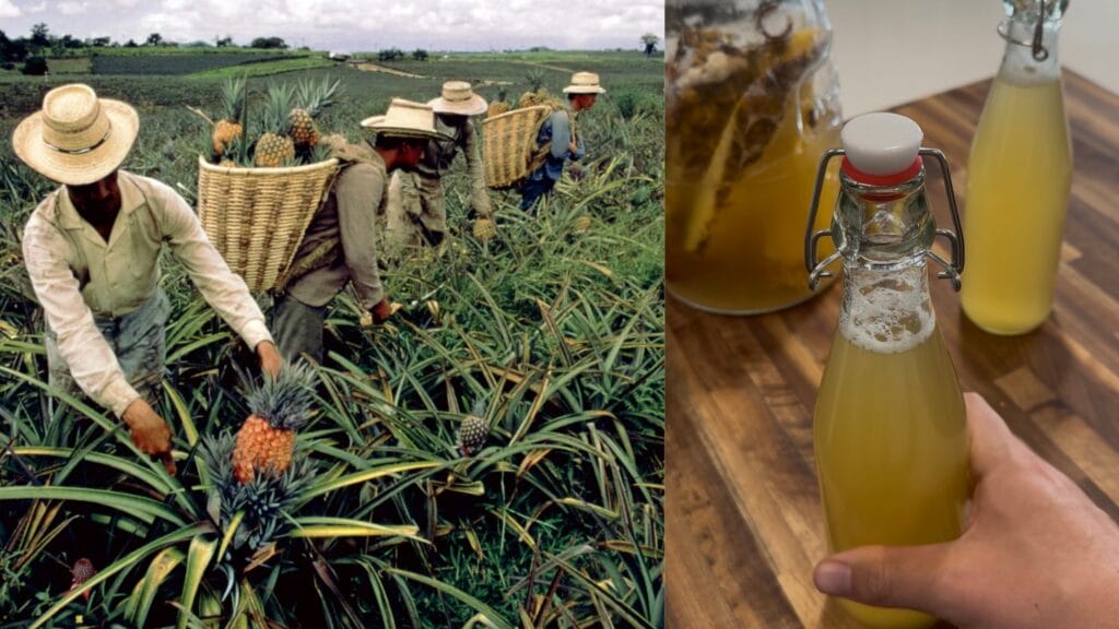 Left: workers harvesting pineapples in a field. Right: pale yellow liquid in glass bottles with ceramic stoppers.