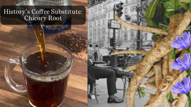 What is Chicory Coffee? The Wartime Substitute That Quietly Outlived Every War It Was Created For